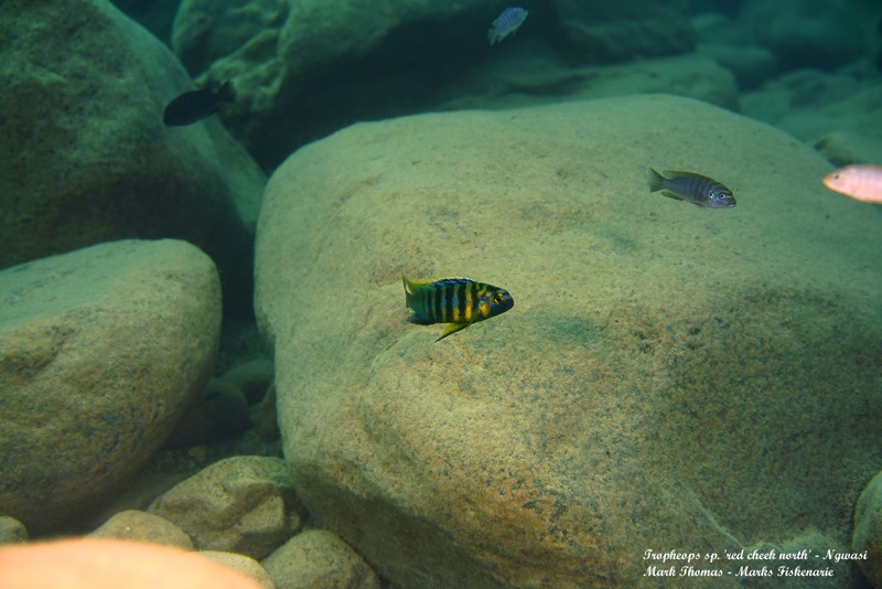 Tropheops sp. 'red cheek north' Ngwasi